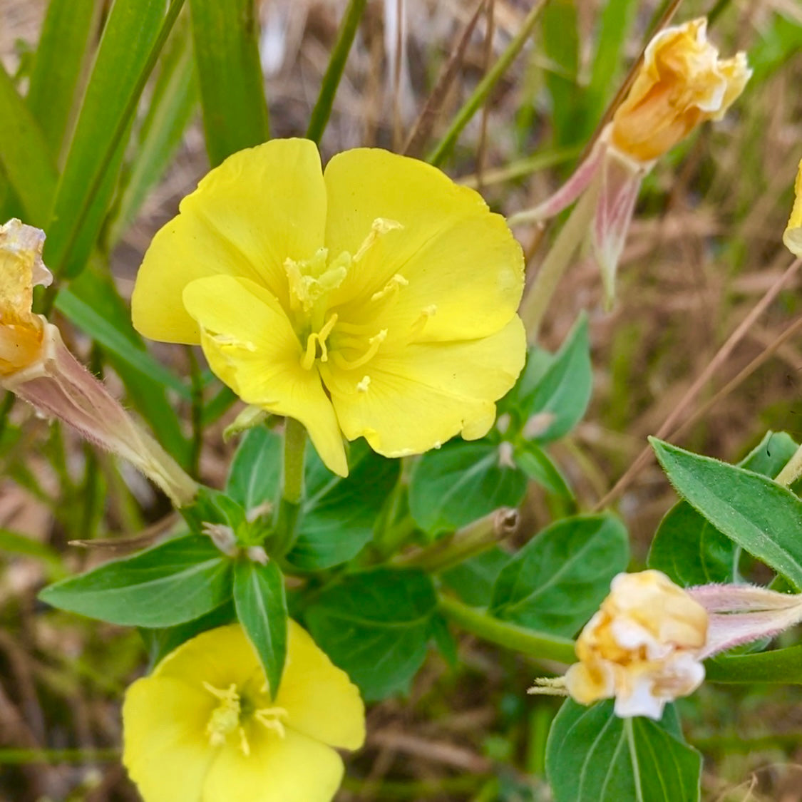 The Skin Benefits of Vitamin F: A Deep Dive into Nature’s Hidden Gem