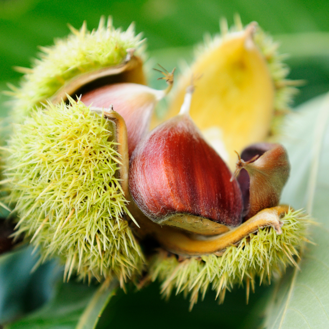 Horse Chestnut: A Botanical Ally for a Stronger Skin Barrier
