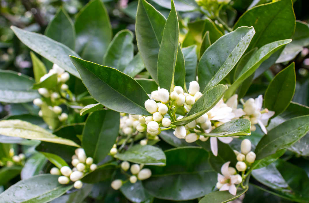 Neroli: The Scent of Memory, the Nectar of the Skin