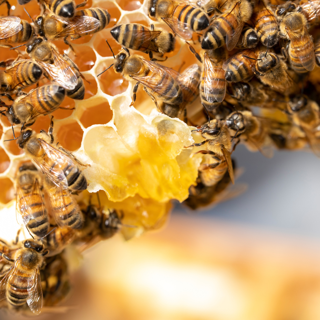 aos Skincare photo of bees on beeswax