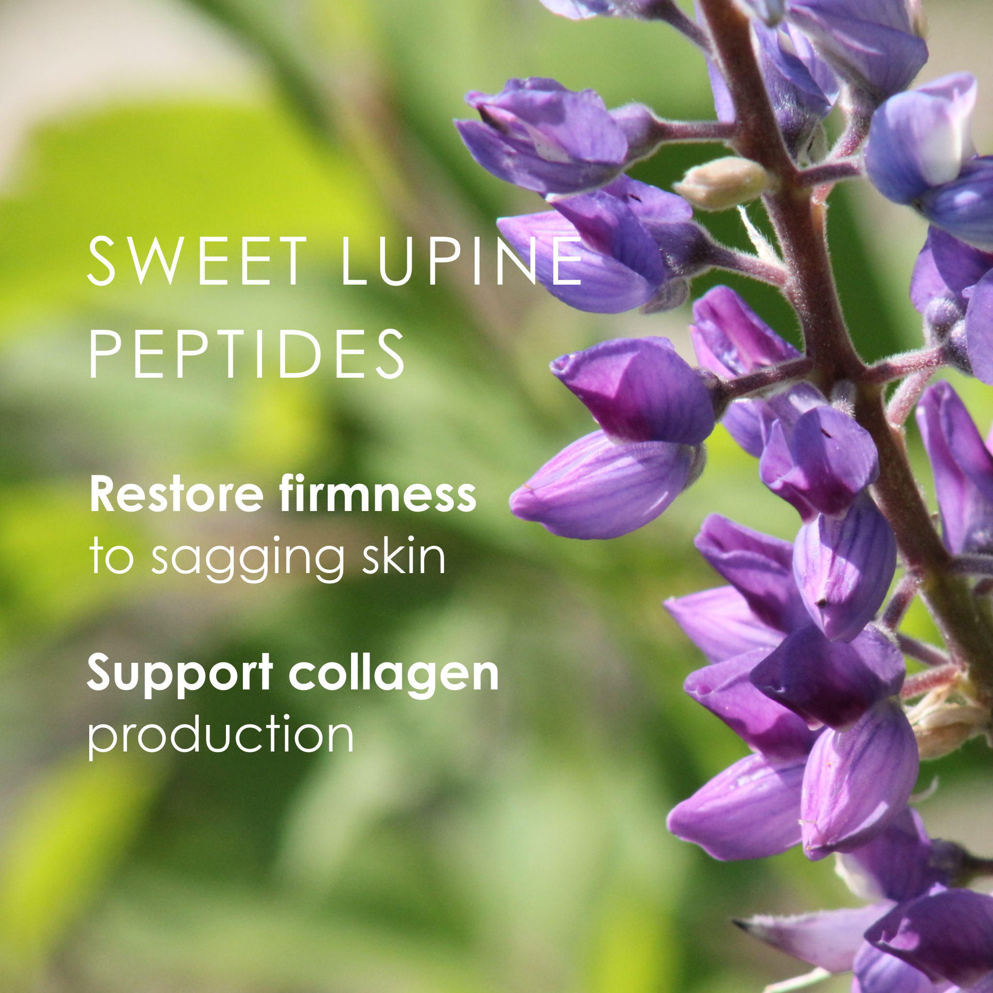 Sweet Lupine vit C, A & E Brightening & Firming Serum