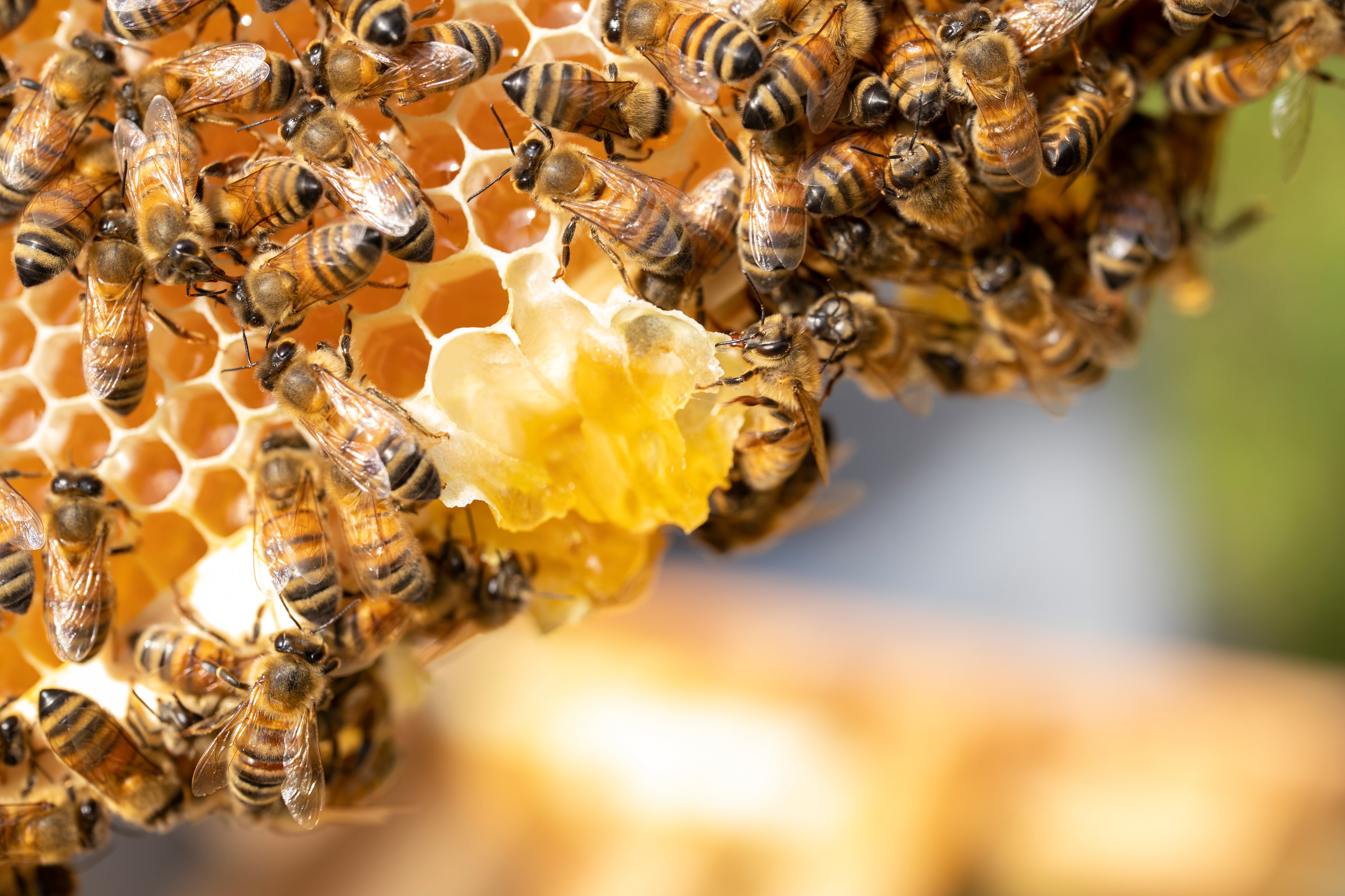 The Miracle of Beeswax