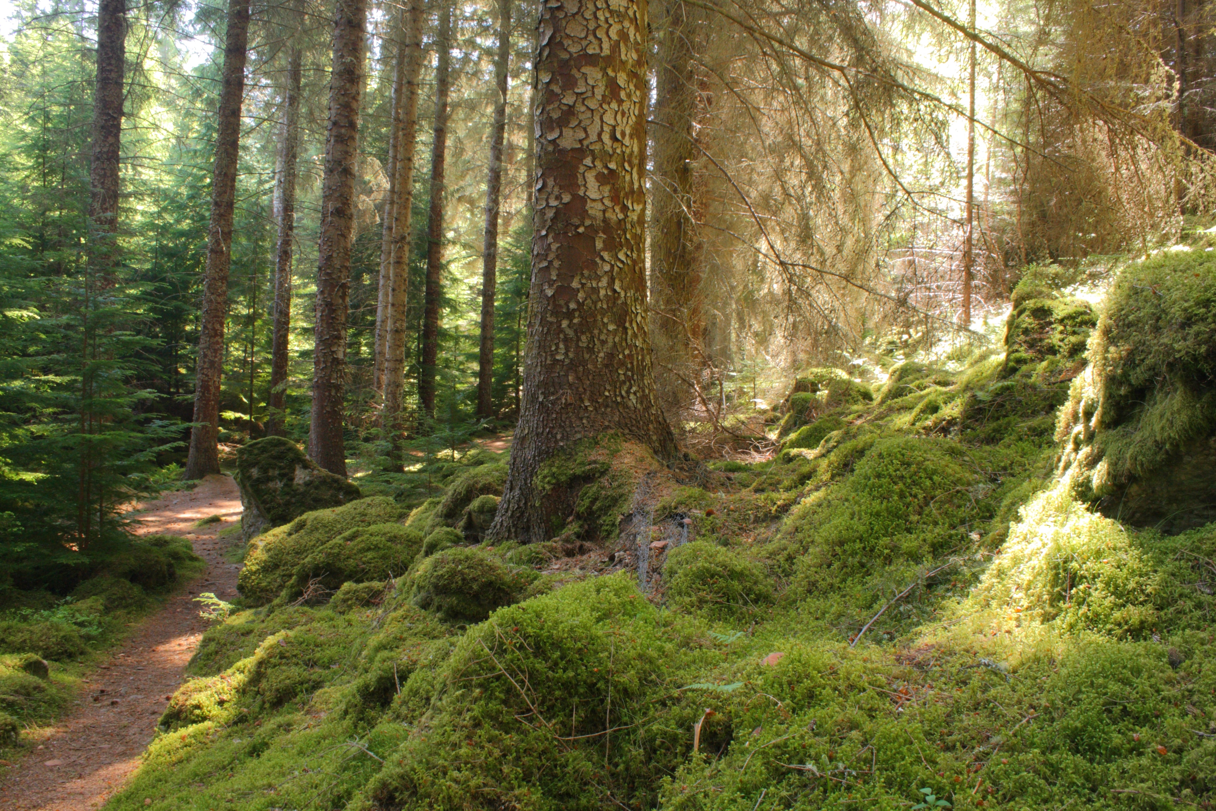 PLANTING THE SEEDS OF CHANGE:  CELEBRATING NATIONAL TREE DAY