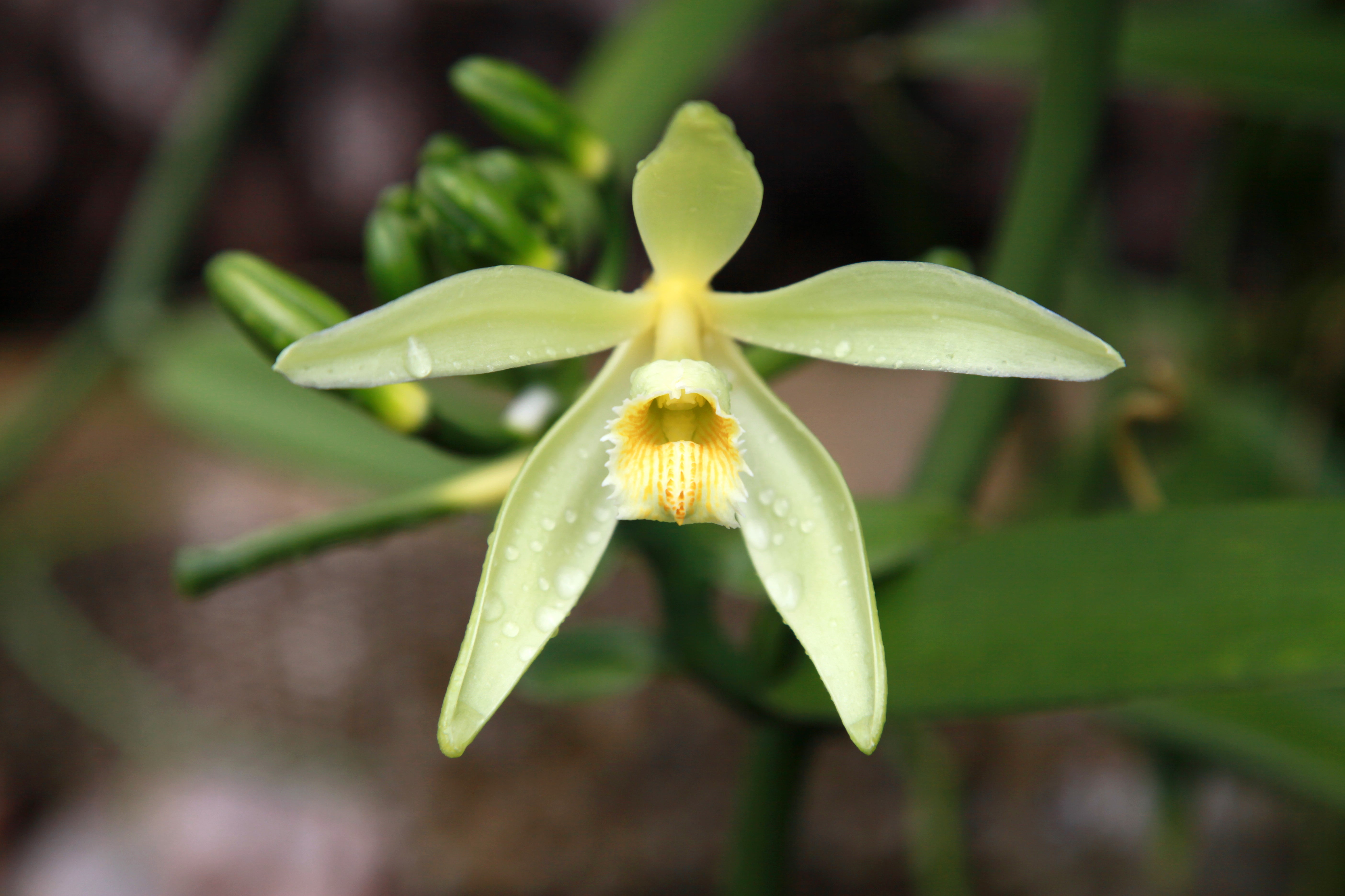 The Allure of Vanilla: A Botanical Treasure in Our Skincare