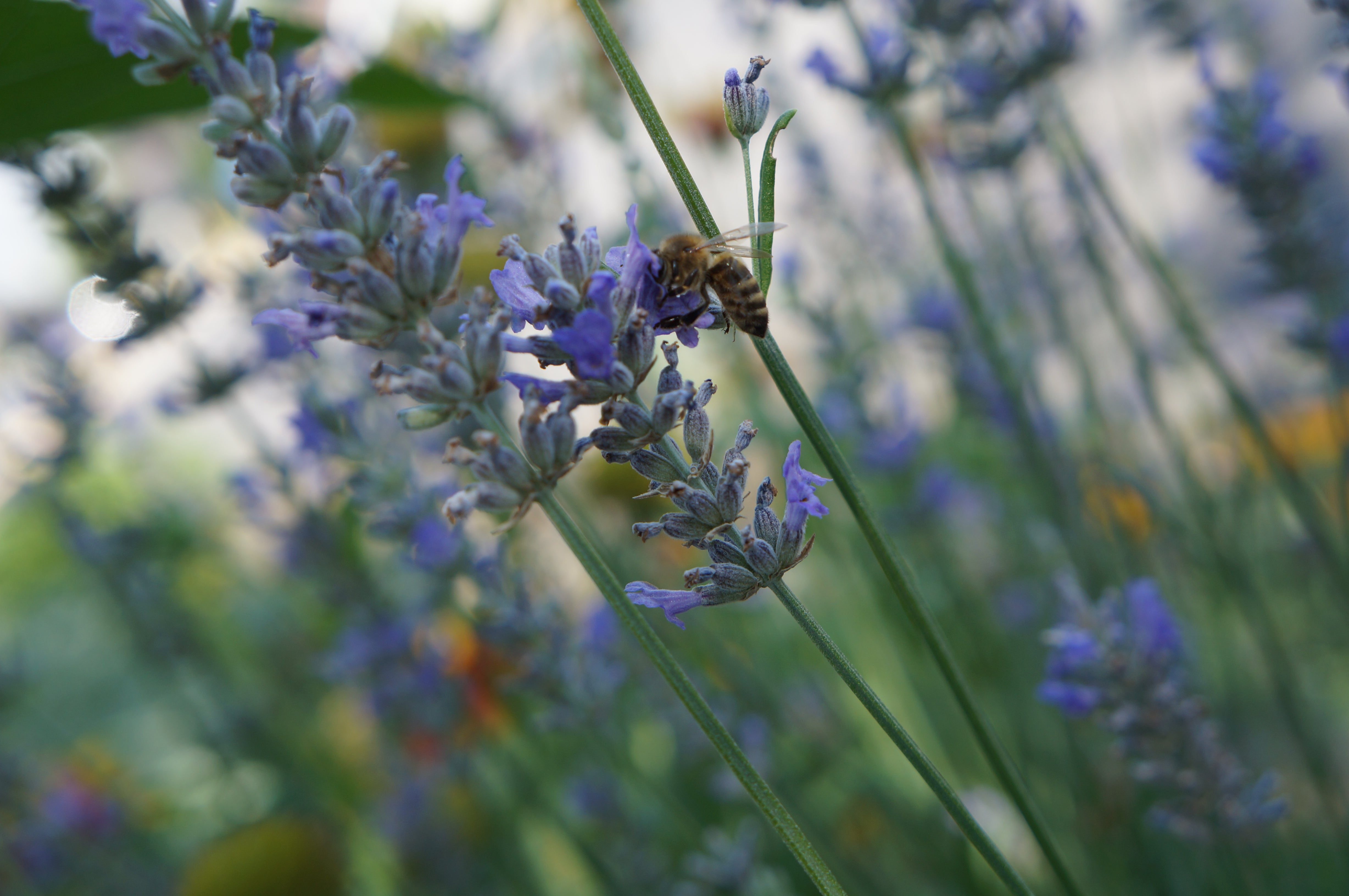 Small Batch Lavender Essential Oil - 2023