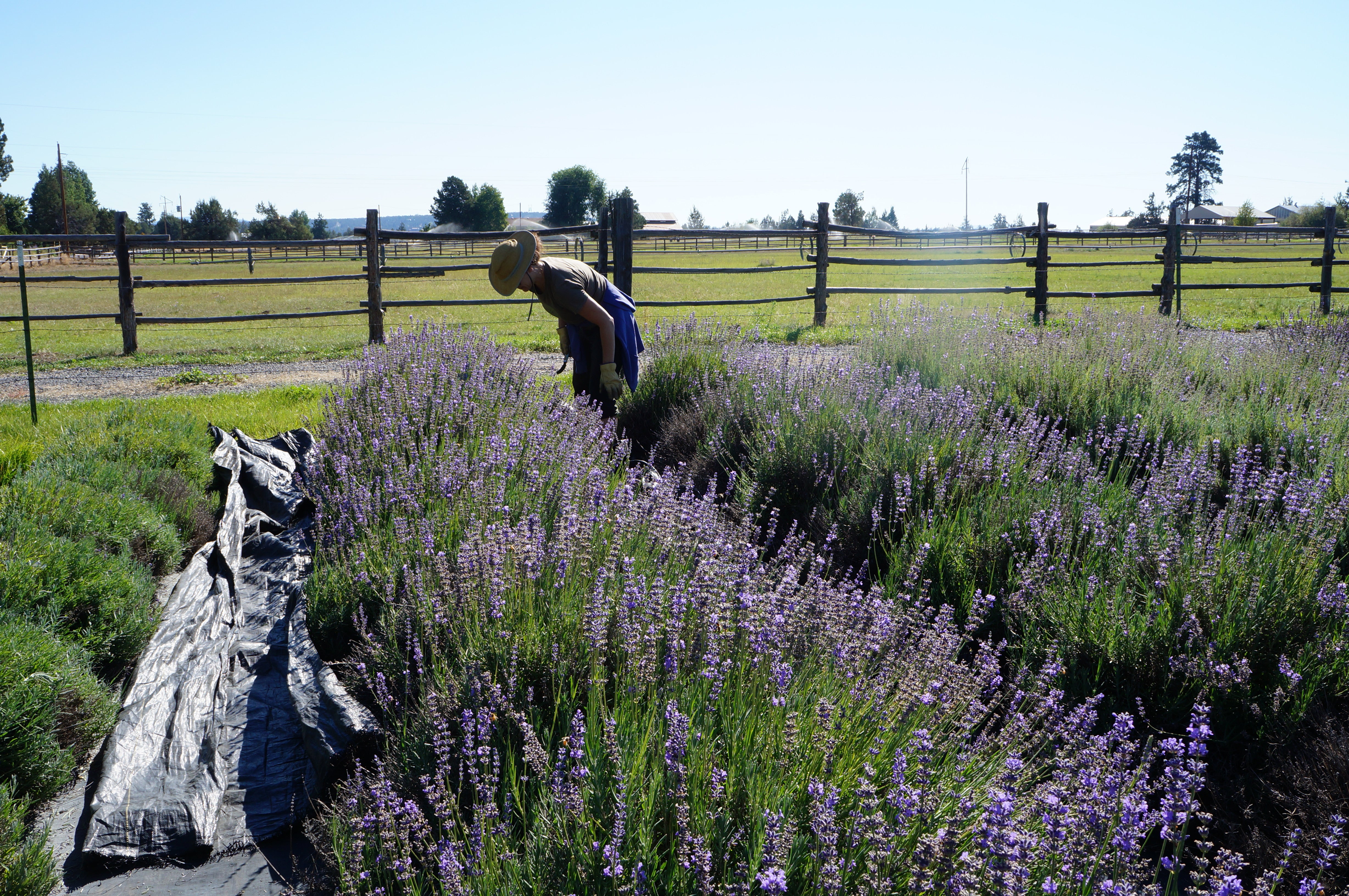 Small Batch Lavender Essential Oil - 2023