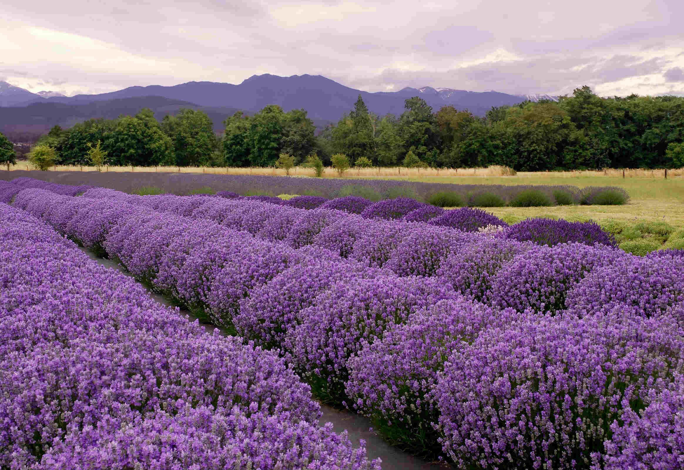 Small Batch Lavender Essential Oil - 2023